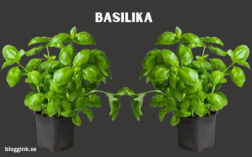 Basilika...bloggink.se