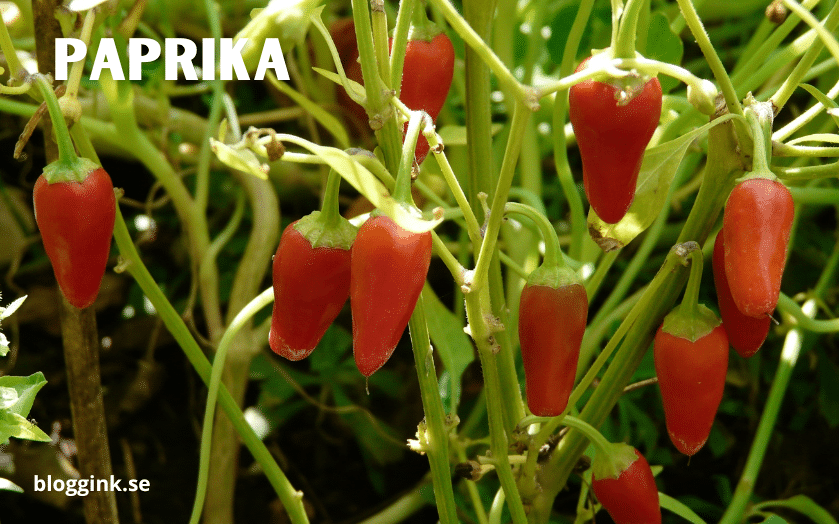 Paprika...bloggink.se