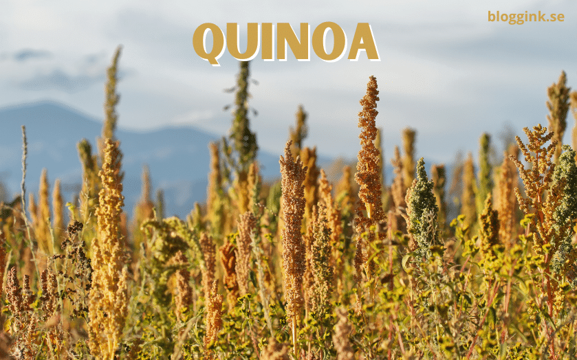 quinoa...bloggonk.se