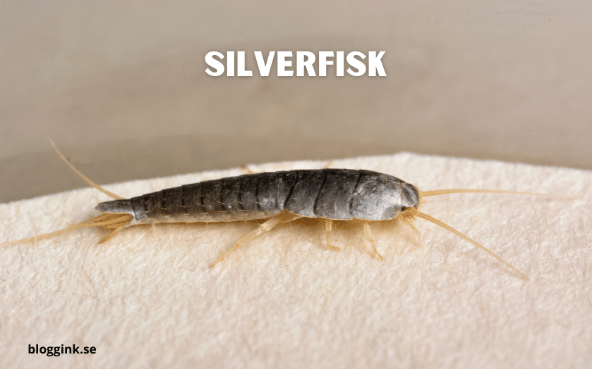 silverfisk...bloggink.se